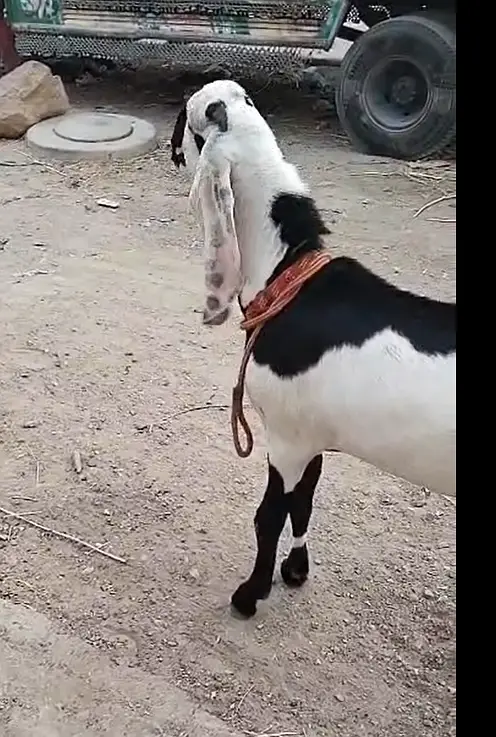 Pure Faisalabadi Bakra for Sale – 10 Months Old — photo 3