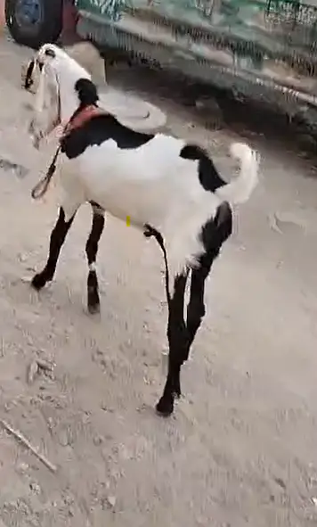 Pure Faisalabadi Bakra for Sale – 10 Months Old — photo 4