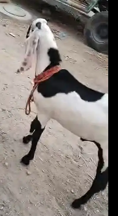 Pure Faisalabadi Bakra for Sale – 10 Months Old — photo 5