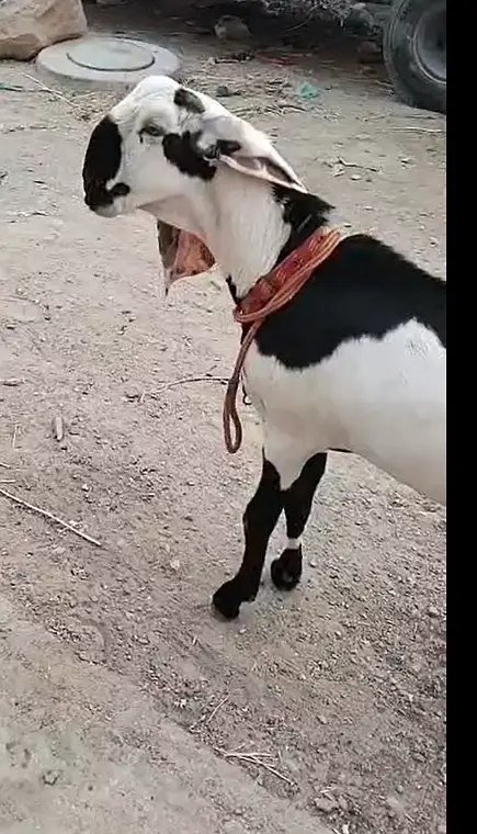 Pure Faisalabadi Bakra for Sale – 10 Months Old — photo 6