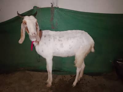 gabban bakri
