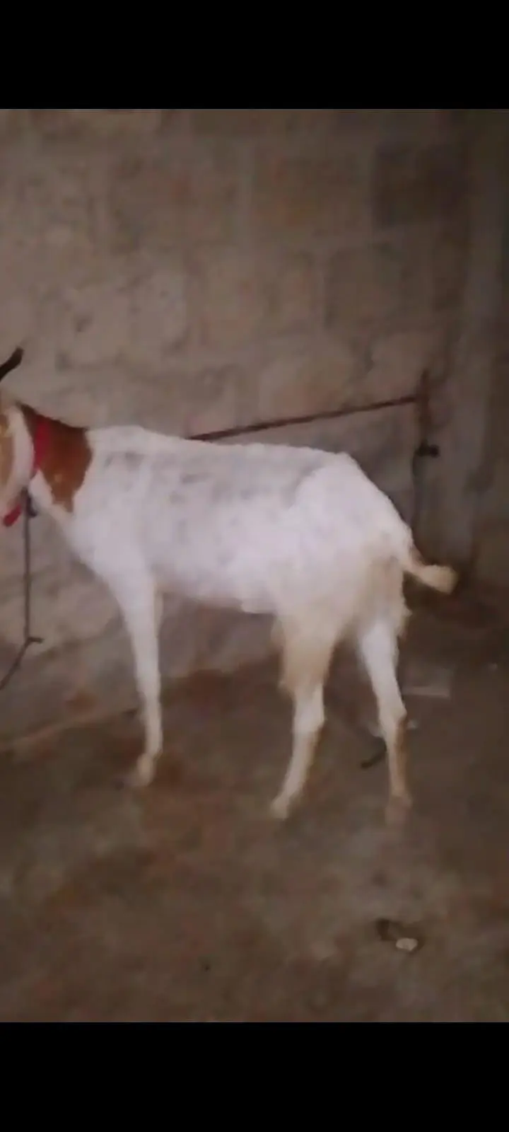 gabban bakri — photo 2