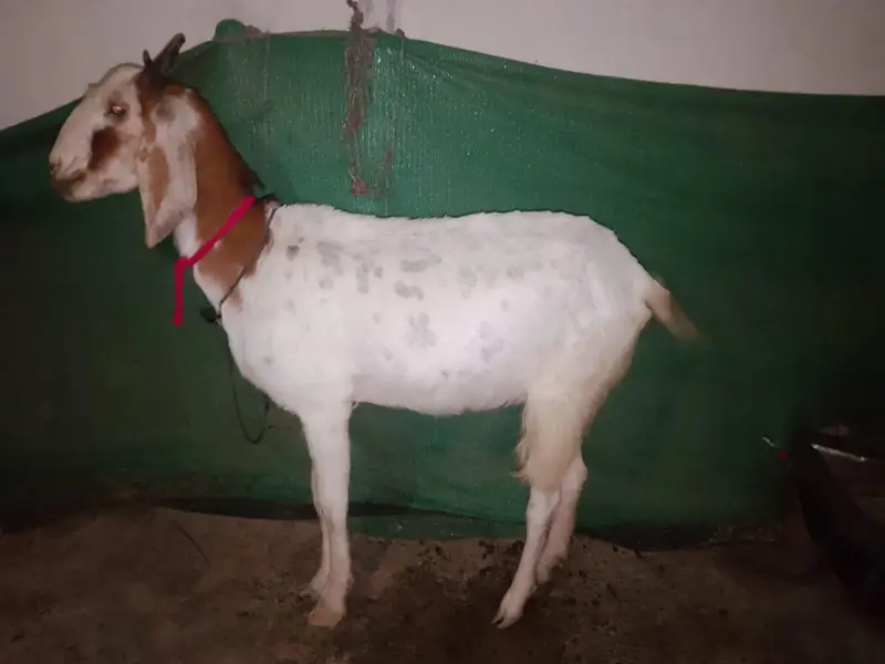 gabban bakri — photo 3