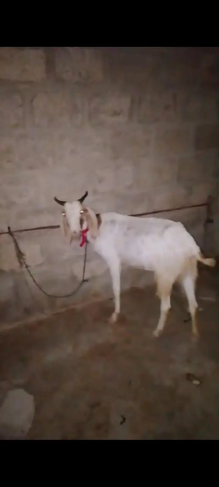 gabban bakri — photo 4