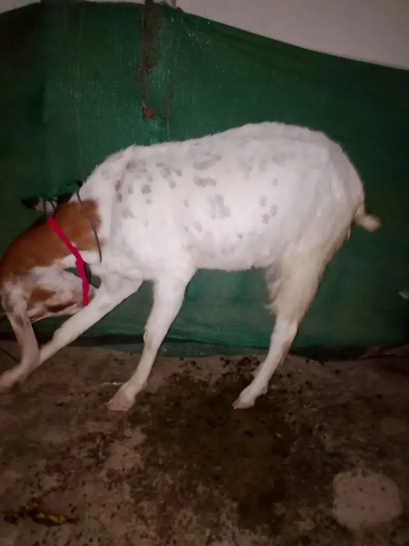 gabban bakri — photo 5
