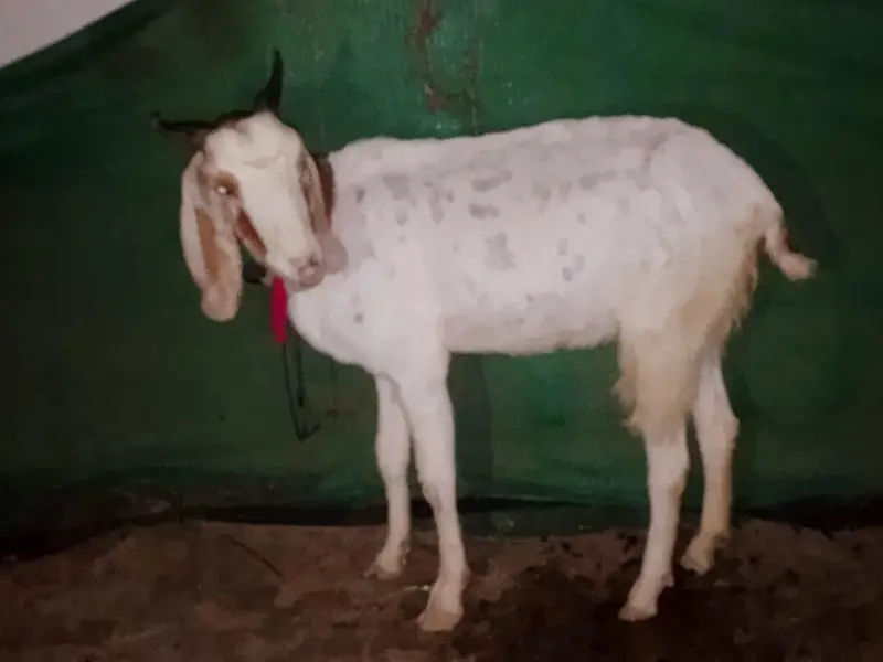 gabban bakri — photo 6