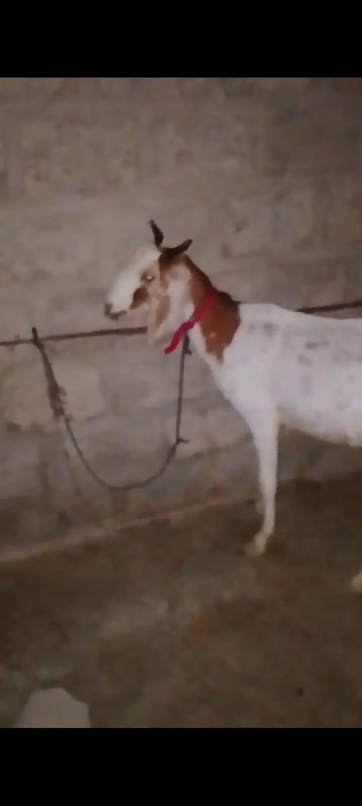 gabban bakri — photo 7