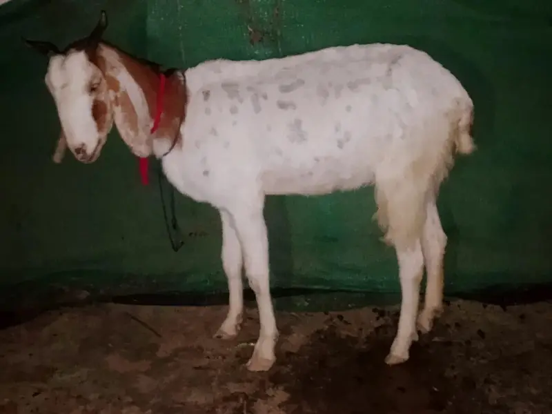 gabban bakri — photo 9