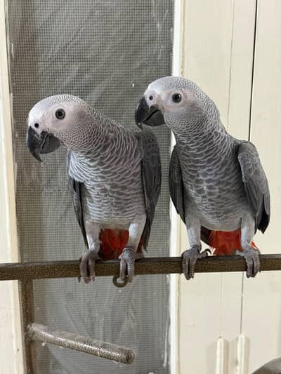 African Grey parrot