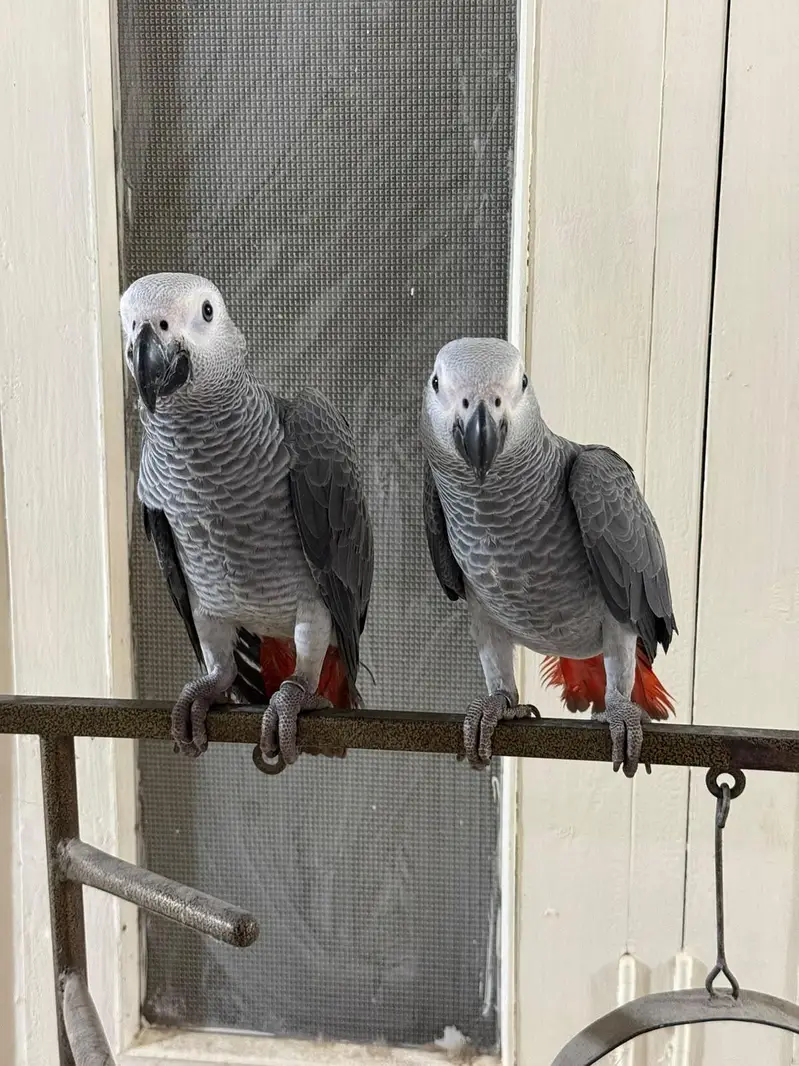 African Grey parrot — photo 2