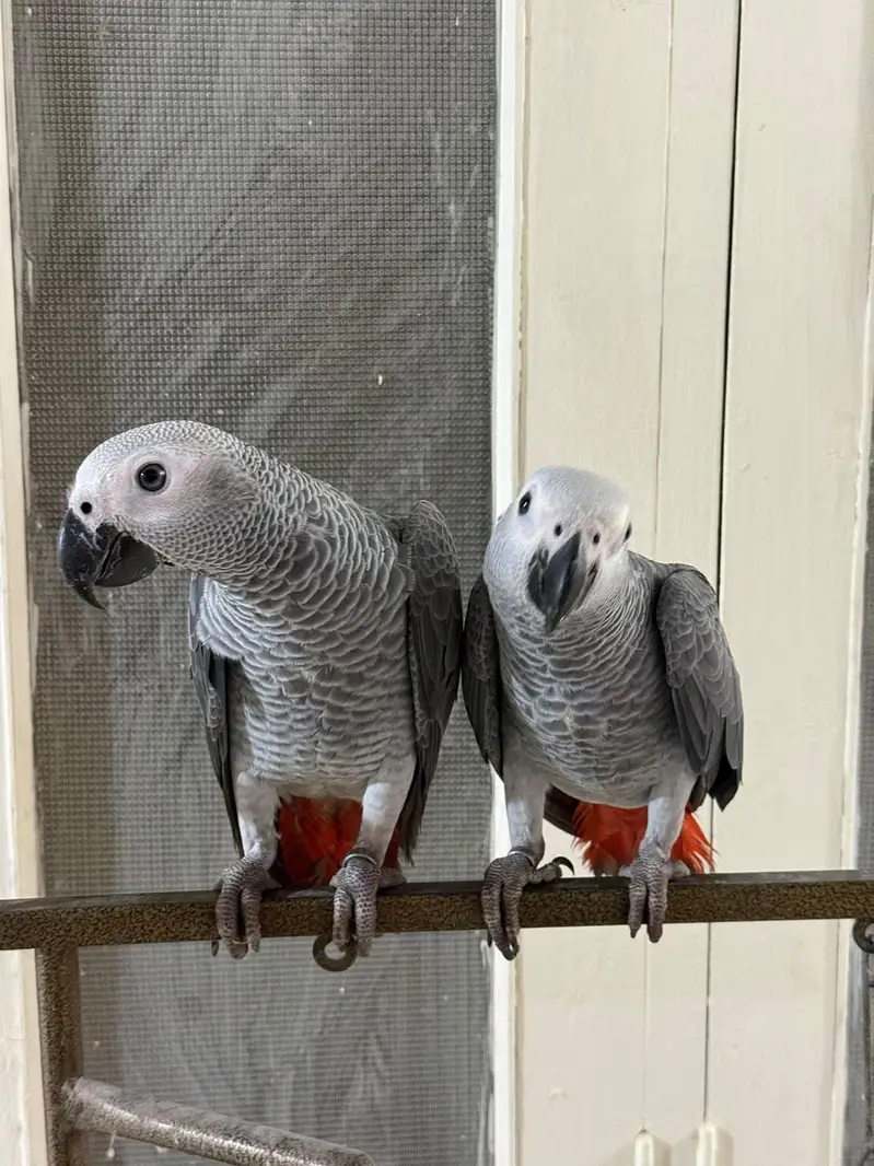 African Grey parrot — photo 3