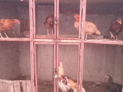 5 female 1 male all are laying eggs 