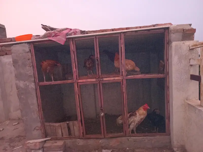 5 female 1 male all are laying eggs  — photo 2