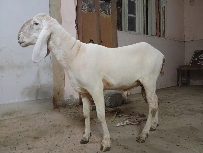 dumda — photo 2