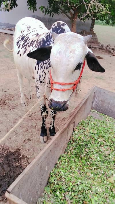 Train for working khira from mouth 