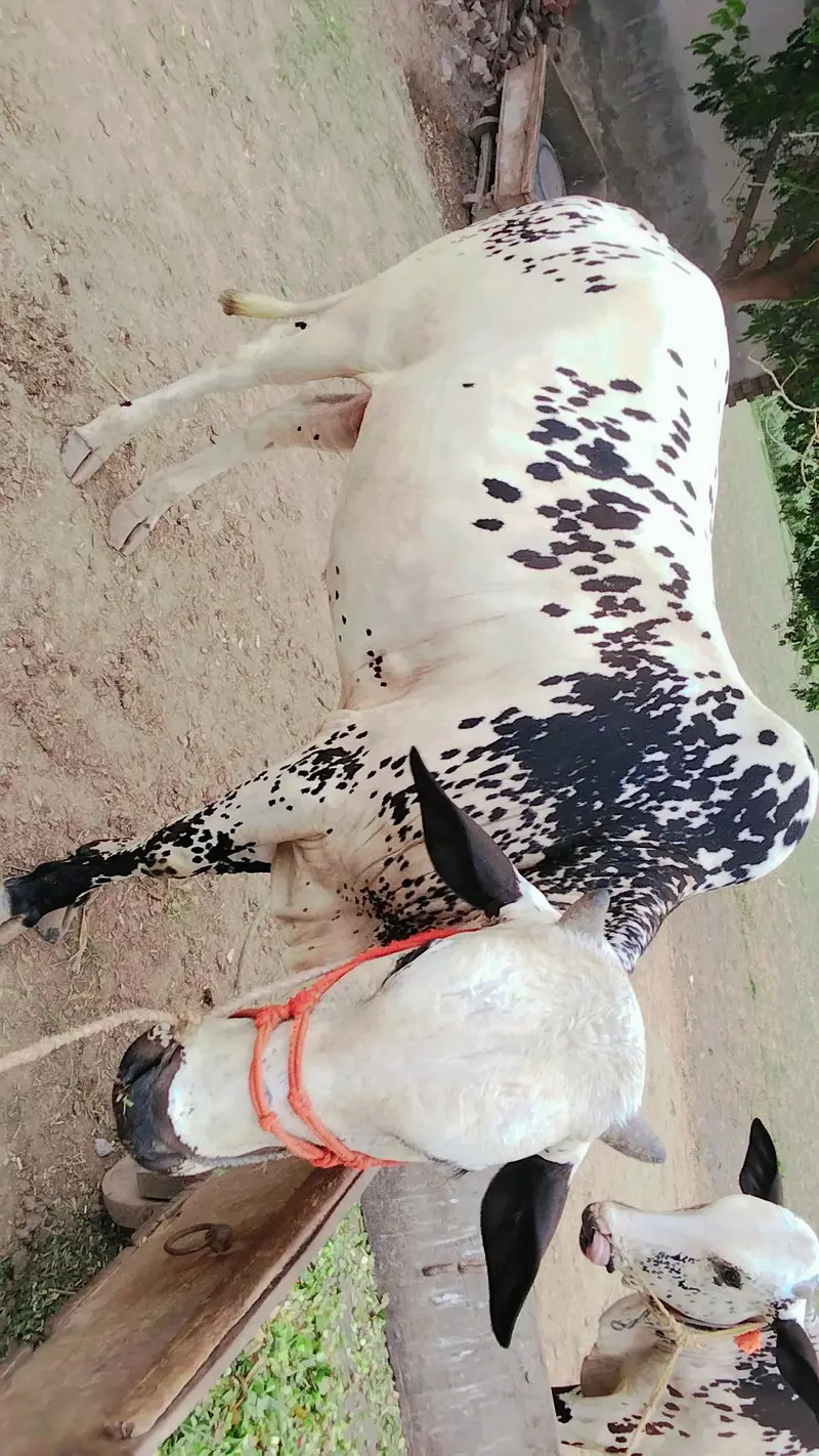 Train for working khira from mouth  — photo 2