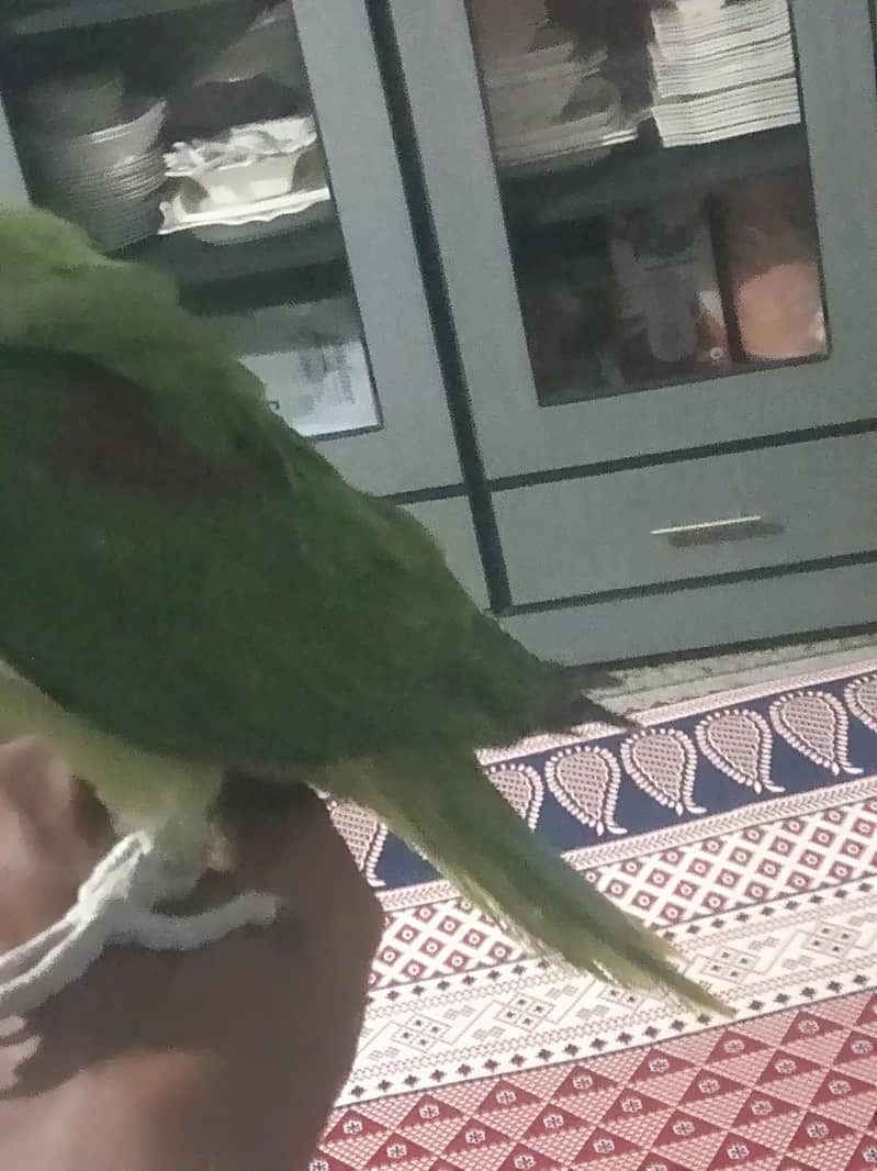 ہینڈ ٹیم 0
