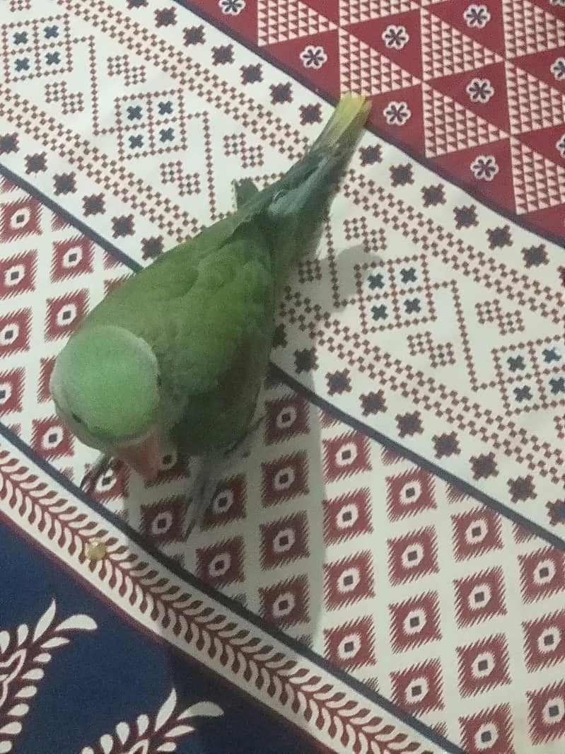 ہینڈ ٹیم 3