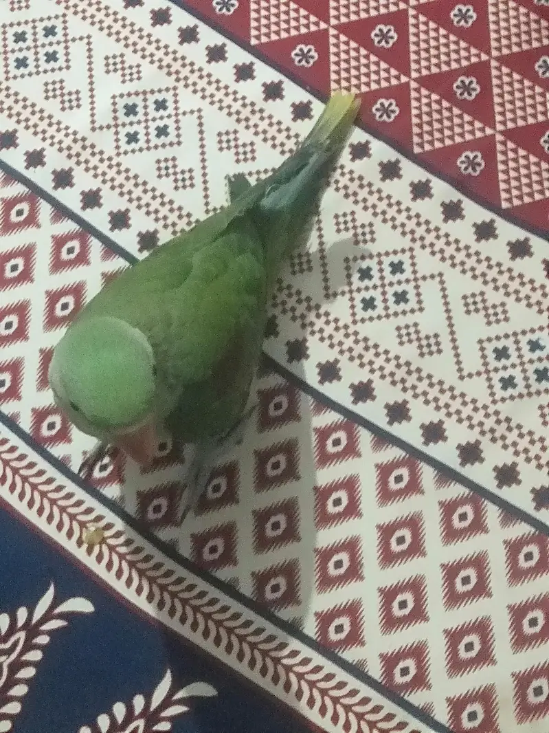 ہینڈ ٹیم — photo 4