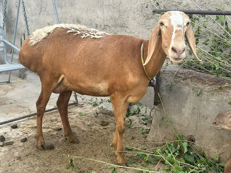 dumbi for sale. — photo 2