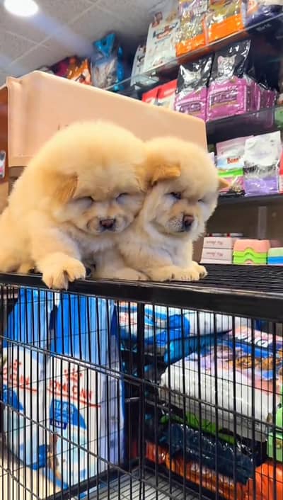 Chow chow puppy fore sale whtsaap number 0319.2144599