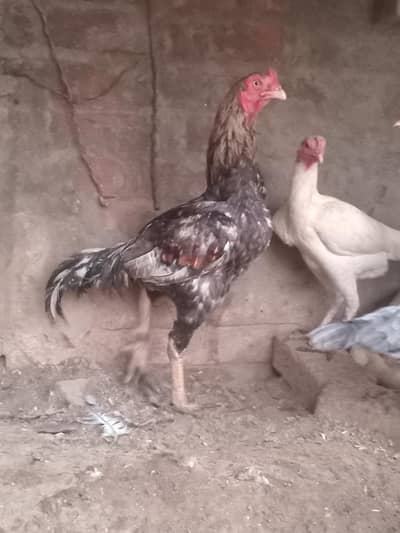 Heera Aseel. Gray Aseel