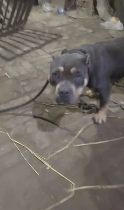 Pitbull puppies (american/pitbull/bully/pup/puppies)