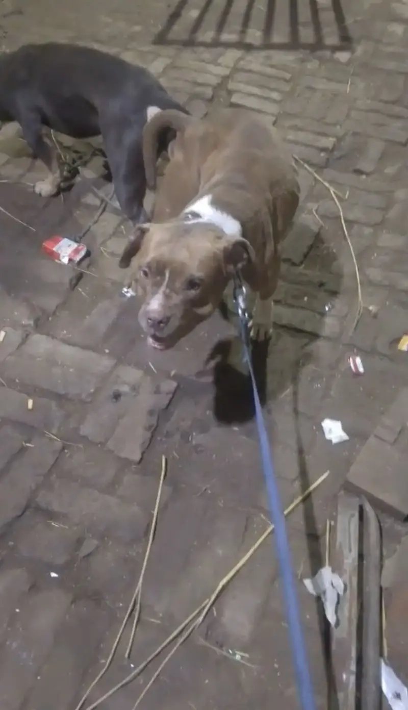 Pitbull puppies (american/pitbull/bully/pup/puppies) — photo 2
