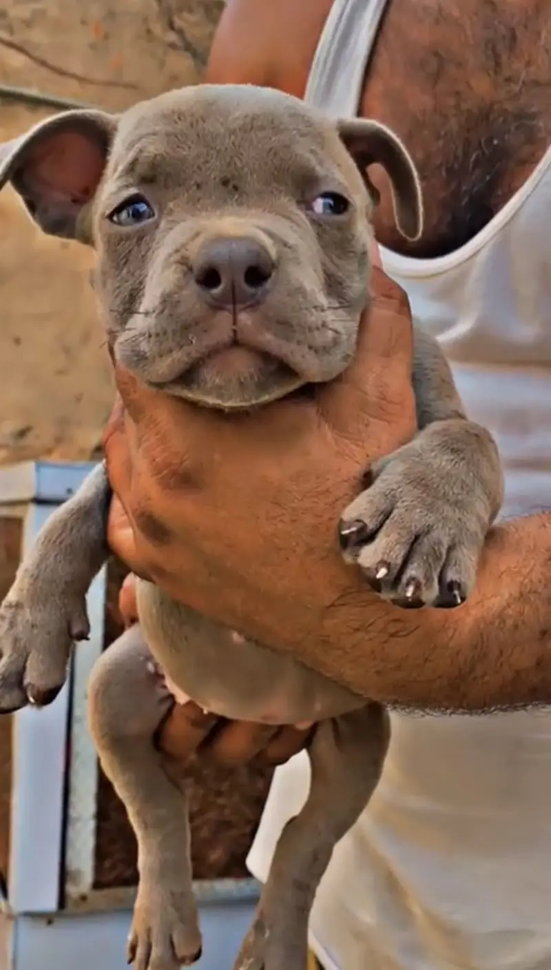 Pitbull puppies (american/pitbull/bully/pup/puppies) — photo 3