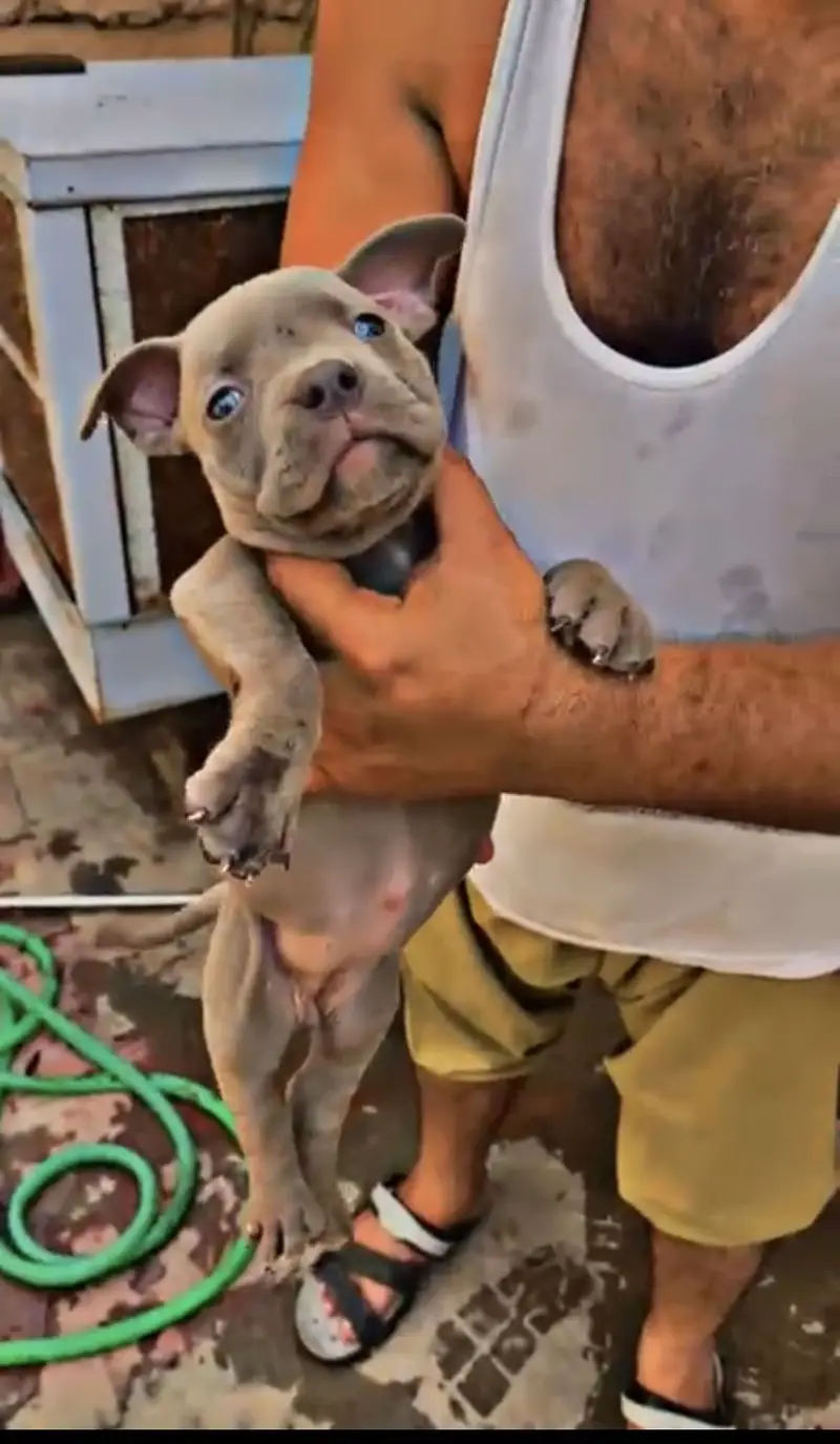Pitbull puppies (american/pitbull/bully/pup/puppies) — photo 4