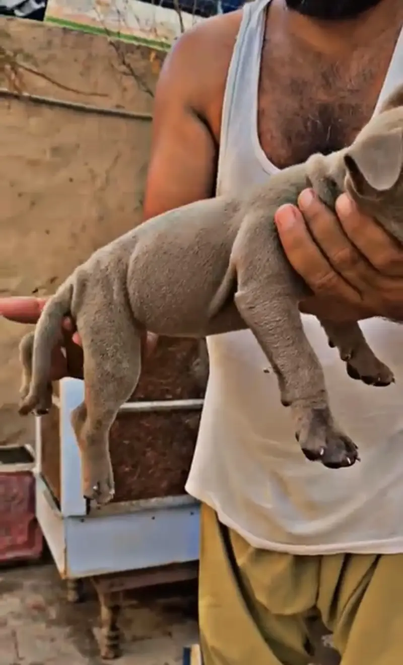 Pitbull puppies (american/pitbull/bully/pup/puppies) — photo 5