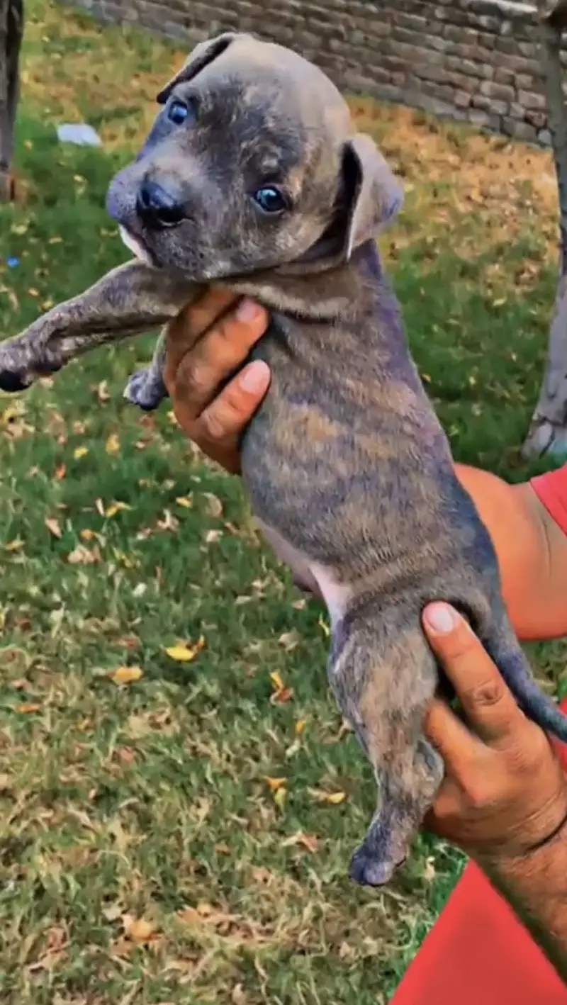 Pitbull puppies (american/pitbull/bully/pup/puppies) — photo 6