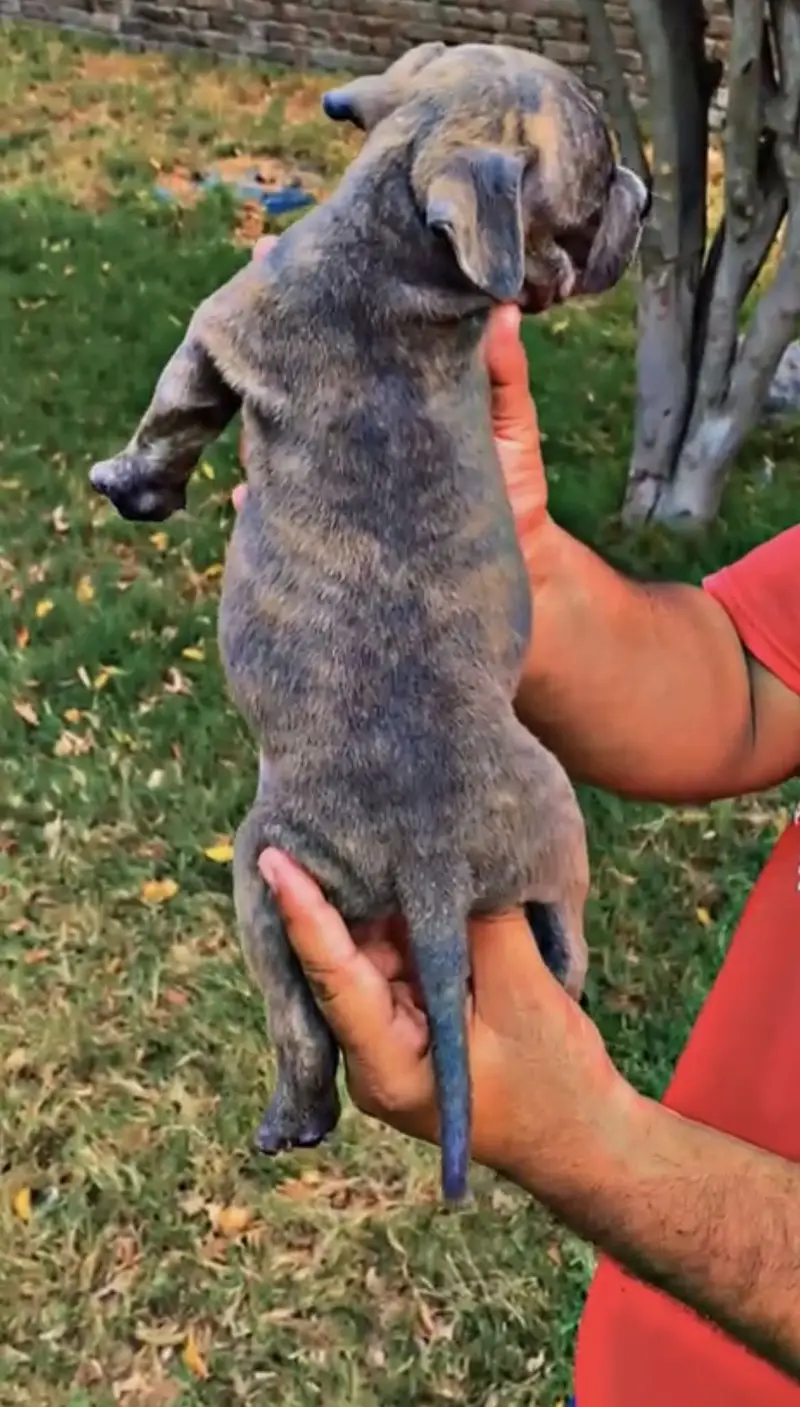 Pitbull puppies (american/pitbull/bully/pup/puppies) — photo 7