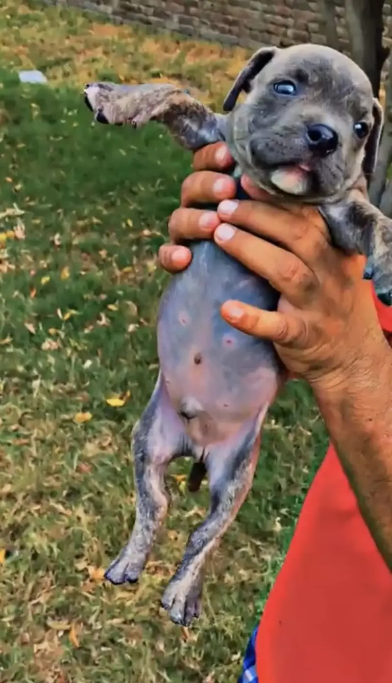 Pitbull puppies (american/pitbull/bully/pup/puppies) — photo 8