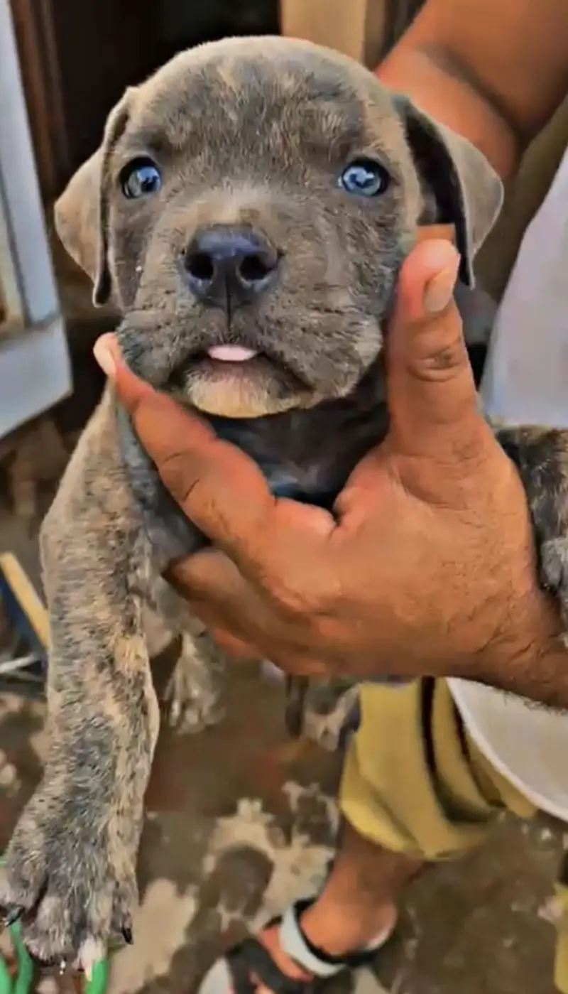 Pitbull puppies (american/pitbull/bully/pup/puppies) — photo 9