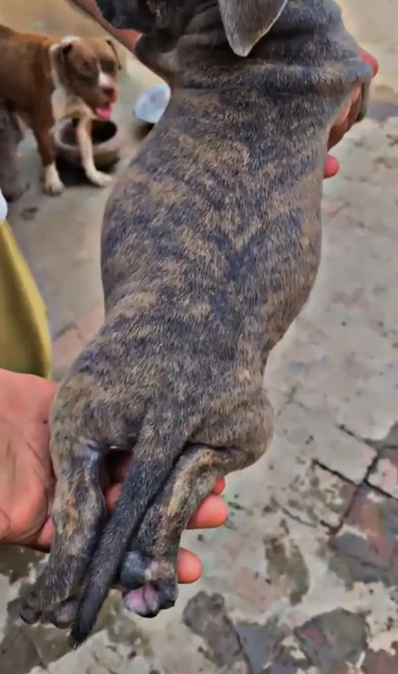 Pitbull puppies (american/pitbull/bully/pup/puppies) — photo 10