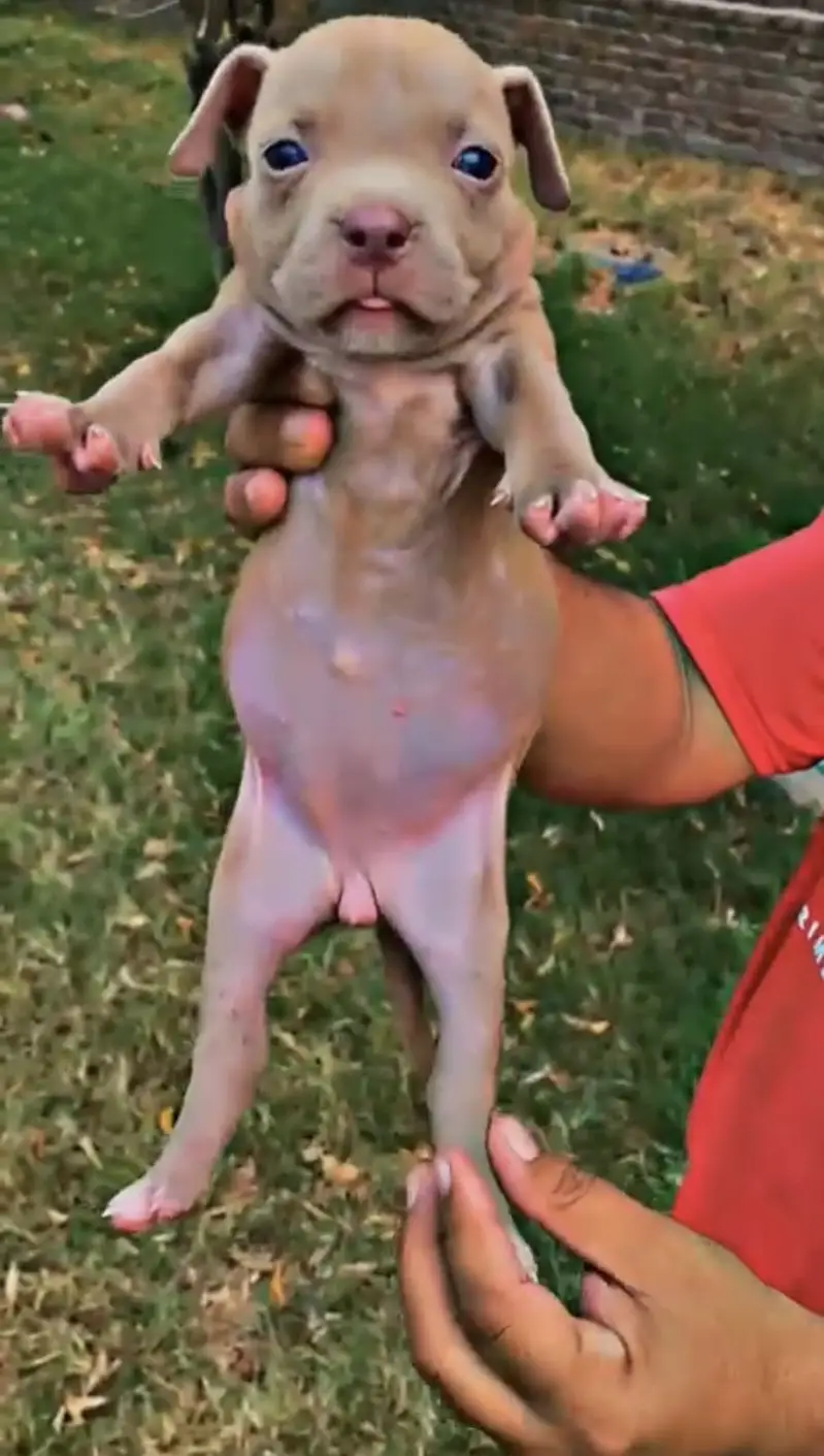 Pitbull puppies (american/pitbull/bully/pup/puppies) — photo 11