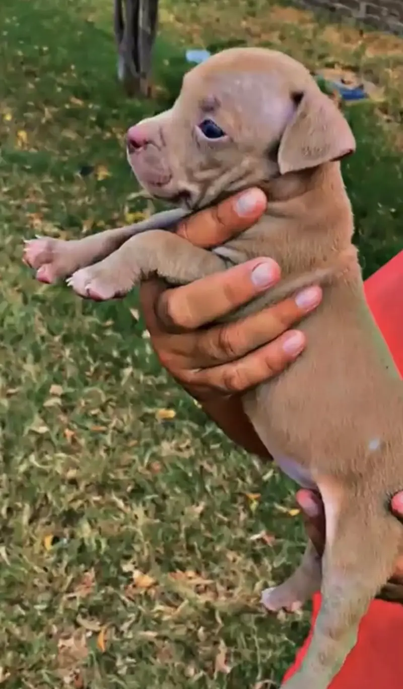 Pitbull puppies (american/pitbull/bully/pup/puppies) — photo 12