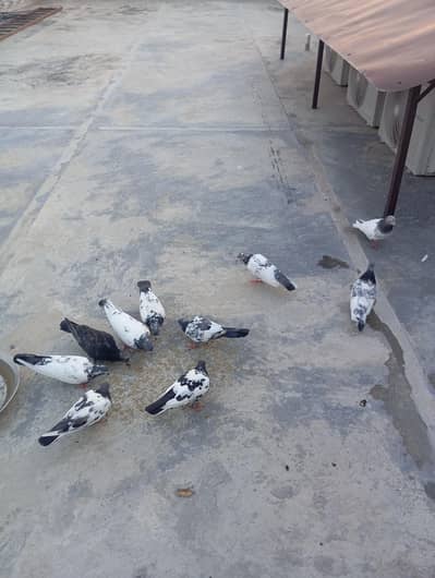 pigeons for sale