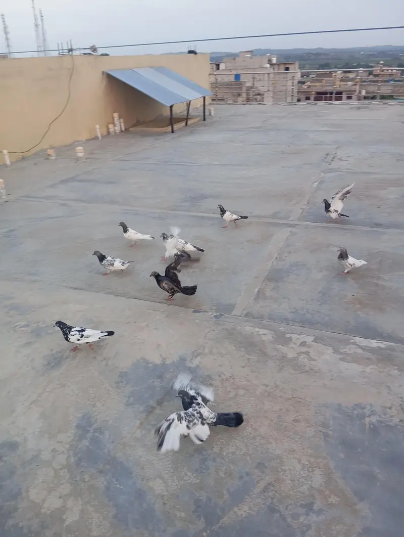 pigeons for sale — photo 2
