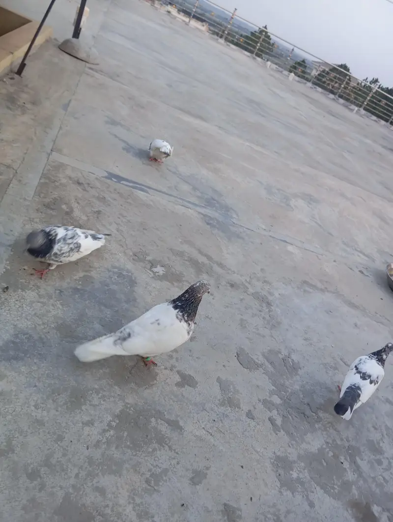 pigeons for sale — photo 3