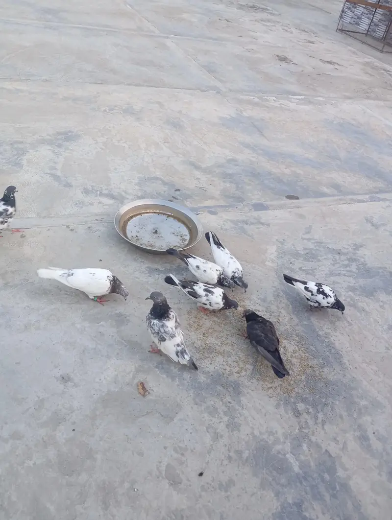 pigeons for sale — photo 4