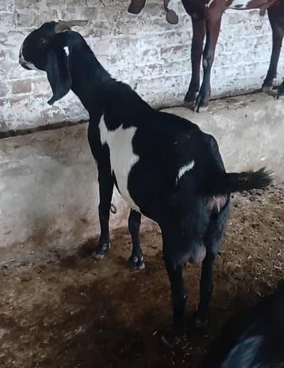 2 Goats with kids for Sale