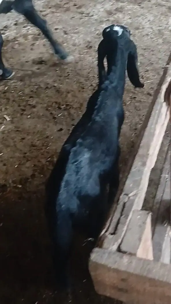 2 Goats with kids for Sale — photo 2