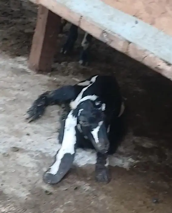 2 Goats with kids for Sale — photo 3