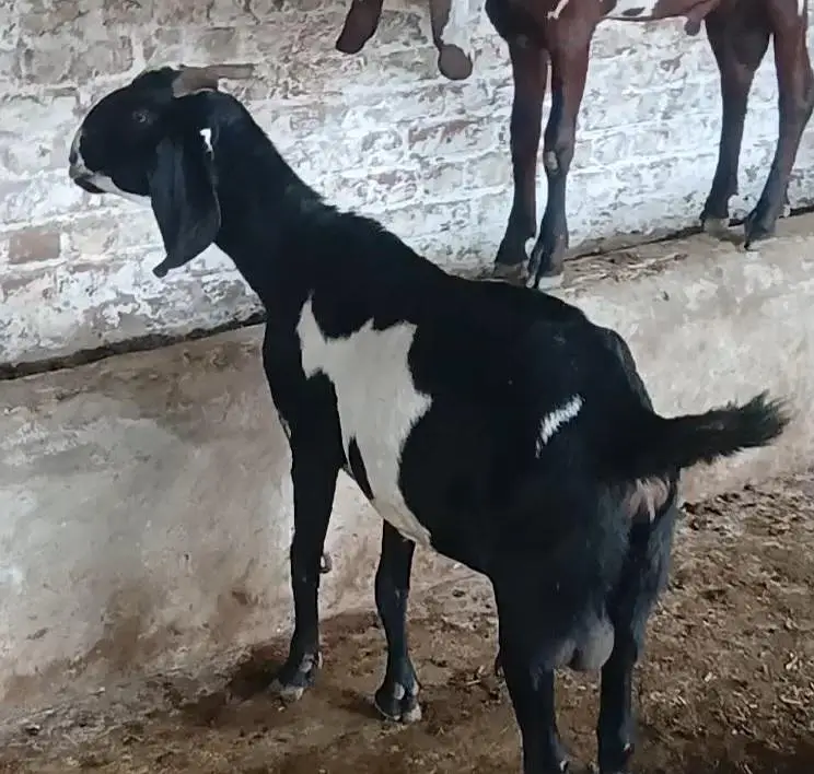 2 Goats with kids for Sale — photo 4