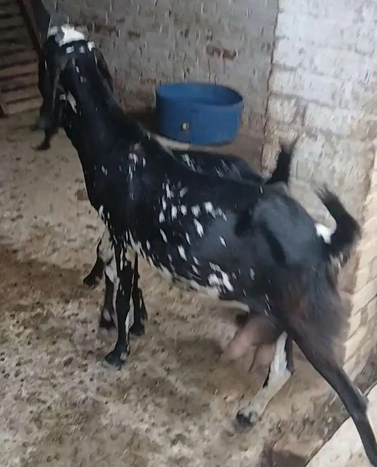 2 Goats with kids for Sale — photo 5