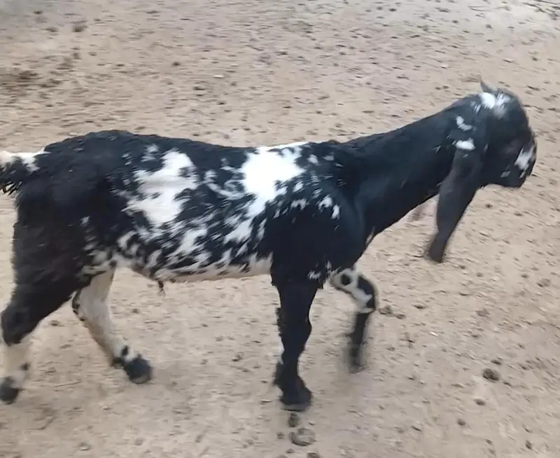 2 Goats with kids for Sale — photo 6