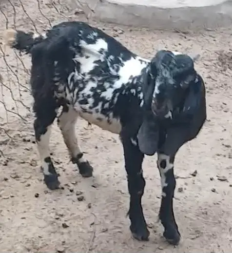 2 Goats with kids for Sale — photo 7