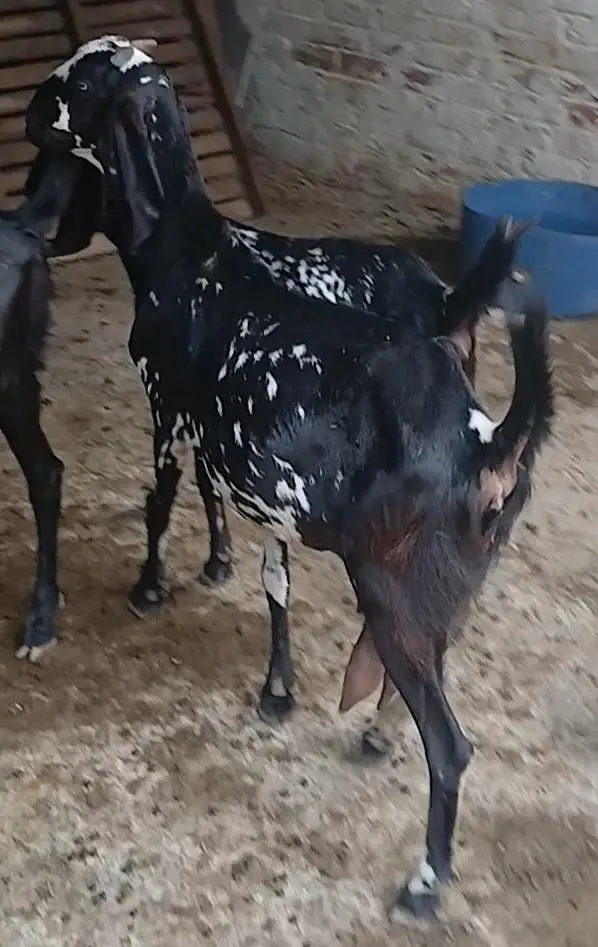2 Goats with kids for Sale — photo 8